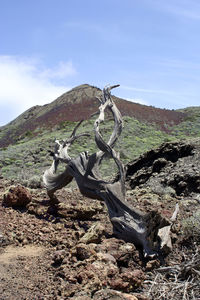 Dead tree on field by mountain against sky