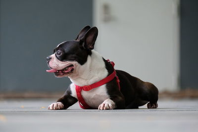 Close-up of dog lying down