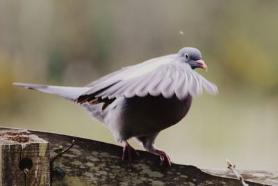 Close-up of bird perching outdoors