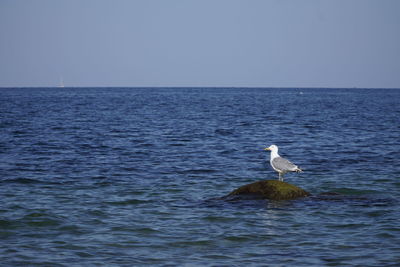 Seagull on a sea