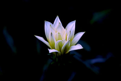 Close-up of lotus water lily