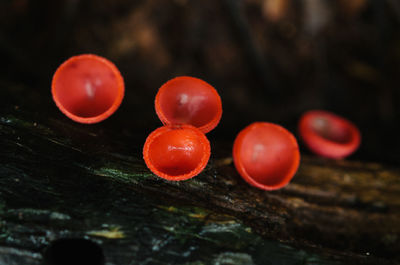 Close-up of red mushrooms growing on wood