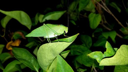 Close-up of butterfly on leaves