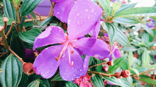 Close-up of water drops on pink flower