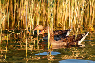 View of duck swimming on lake