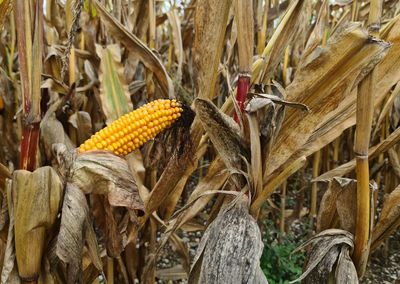 corn