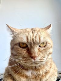 Close-up portrait of a cat