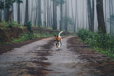 Dog running on footpath in forest
