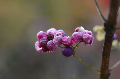 Close-up of pink flowering plant