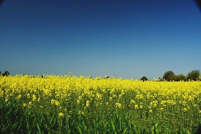 Scenic view of field against clear sky