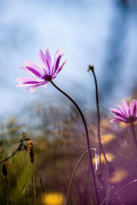 Close-up of pink cosmos flower