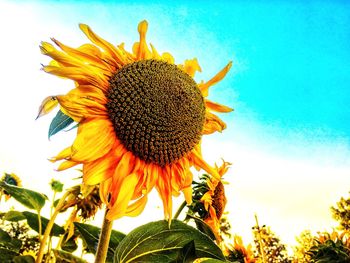 Close-up of sunflower blooming against sky