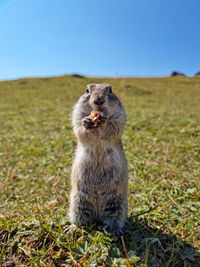 Close-up of squirrel on field against clear sky