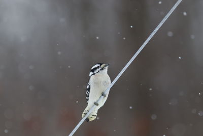 Bird perching on a snow