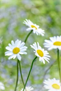 Close-up of white daisy flowers