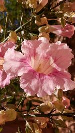 Close-up of pink flowers