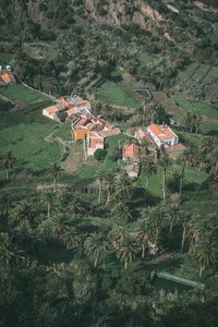 High angle view of trees and houses in field