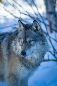 animal
