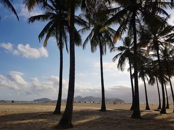 Palm trees on landscape against sky