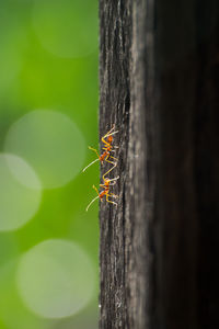 Close-up of red ants on wood