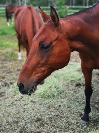 Close-up of horse on field