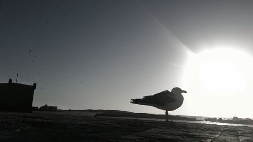 Silhouette bird flying over sea against clear sky