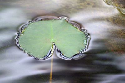 Close-up of water drop on leaf