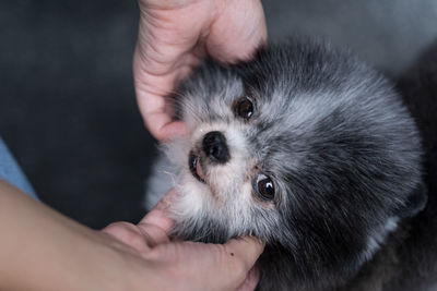 The image of a small black pomeranian dog is very cute.