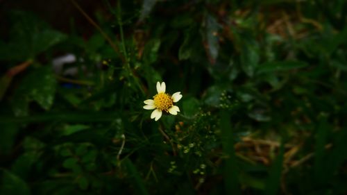 Close-up of yellow flower blooming outdoors