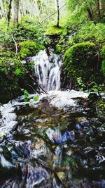 Scenic view of waterfall in forest