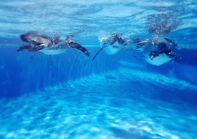 Fish swimming in sea