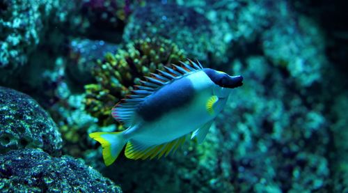 Close-up of fish swimming in sea