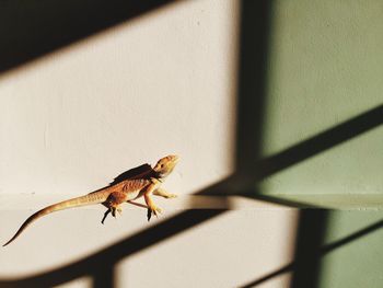 Close-up of lizard on wall