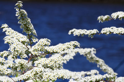 Close-up of white flowering plant against sea