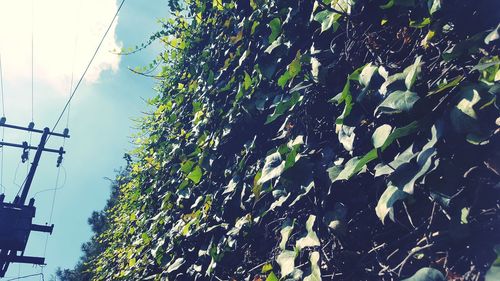 Low angle view of trees against sky