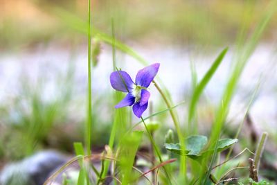 Close-up of purple crocus blooming outdoors