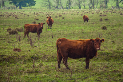 Cows on field