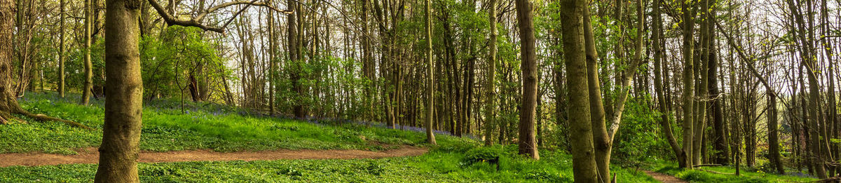 Trees growing in forest