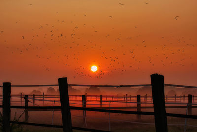 Silhouette birds flying over sea against orange sky