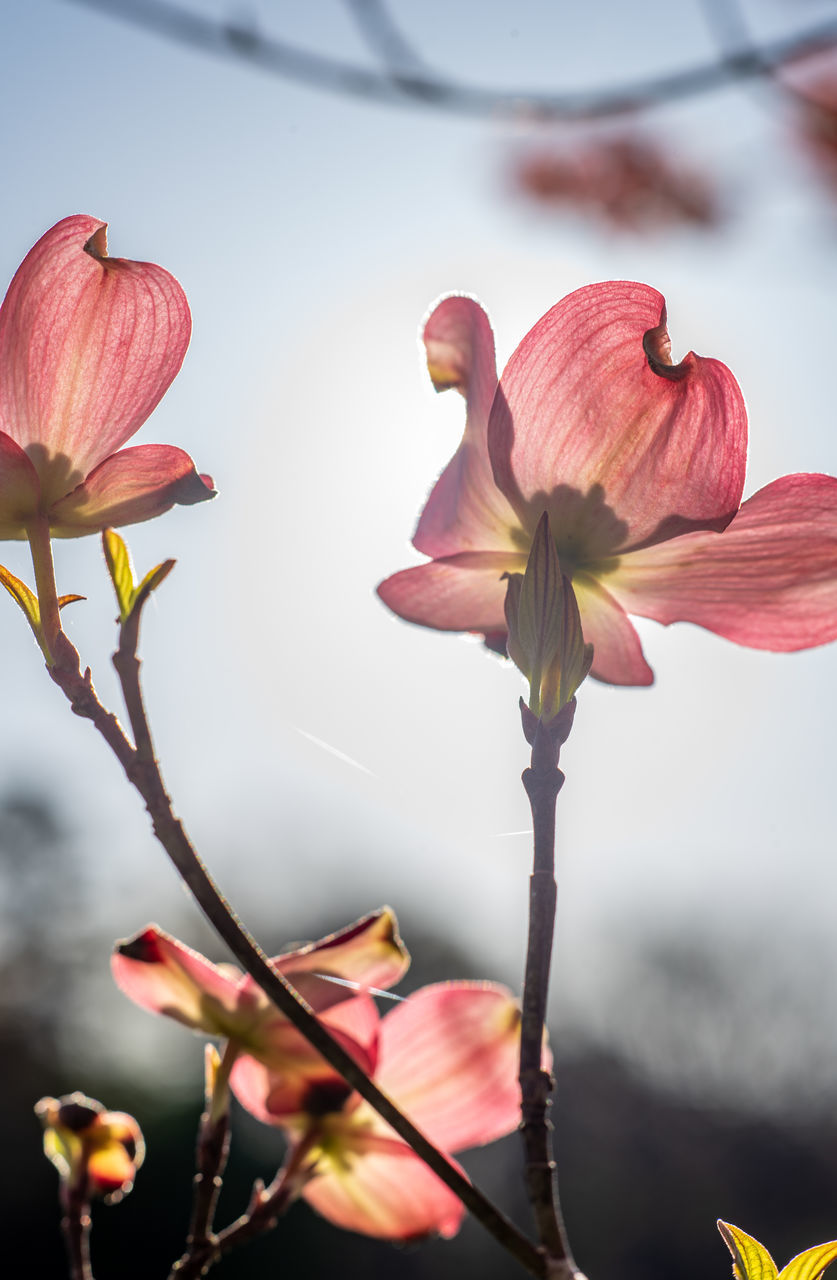 flower, flowering plant, plant, beauty in nature, freshness, blossom, pink, nature, fragility, petal, macro photography, flower head, red, close-up, inflorescence, growth, no people, focus on foreground, spring, springtime, yellow, plant stem, bud, outdoors, leaf, botany, tree