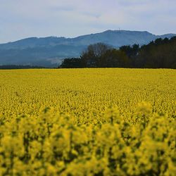 Scenic view of oilseed rape field against sky