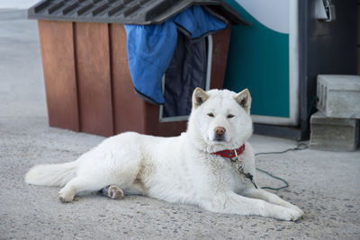 Portrait of dog on floor
