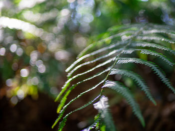 Close-up of fern leaves