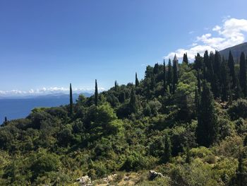 Trees and plants growing on land against sky