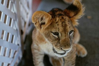 Close-up of lion cub in cage