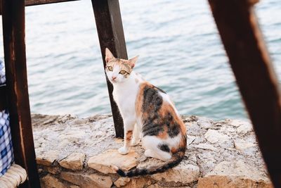 View of a cat sitting on shore