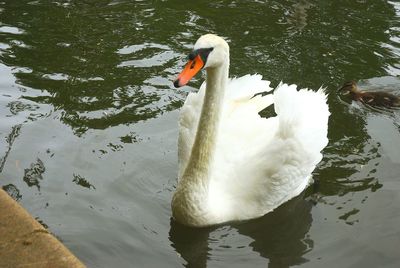 Bird flying over lake