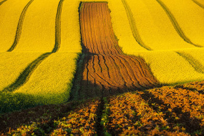High angle view of yellow flower field
