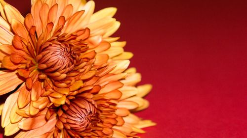 Close-up of orange flower