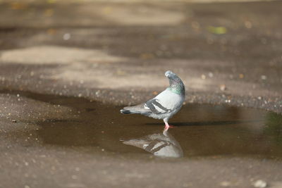 Seagull perching on a lake